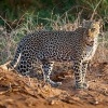 Levhart skvrnity - Panthera pardus - Leopard s9824